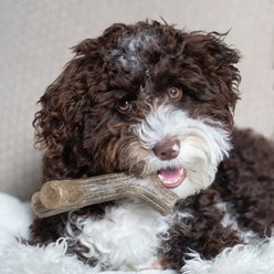 Benebone Maplestick Tough Puppy Chew Toy slide 2 of 6