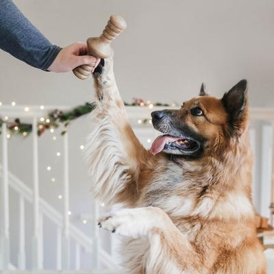 Show full view: Benebone Multipack Durable Dog Chew Toy, 4 count, Large slide 4 of 7