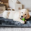 Show in main carousel: Benebone Multipack Durable Dog Chew Toy, 4 count, X-Small slide 4 of 8
