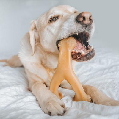 Show full view: Benebone Rotisserie Chicken Flavor Wishbone Tough Dog Chew Toy, Large slide 2 of 8