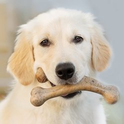 Benebone Wishbone Bacon Flavor Chew Puppy Toy slide 2 of 6