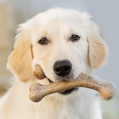 Show full view: Benebone Wishbone Bacon Flavor Chew Puppy Toy slide 2 of 8