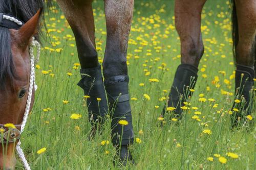 Show full view: Benefab Antimicrobial Horse Therapeutic VersiWraps, 2-pack, 12-in slide 2 of 2