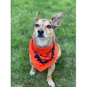 Ben's Insect Shield Bandana for Dogs