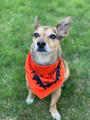 Show full view: Ben's Insect Shield Bandana for Dogs slide 2 of 4