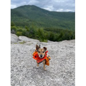 Ben's Insect Shield Bandana for Dogs