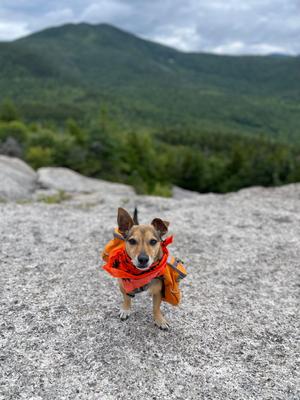 Show full view: Ben's Insect Shield Bandana for Dogs slide 4 of 4