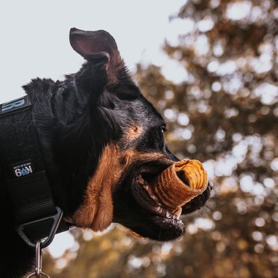 Show full view: Best Bully Sticks 5-6" Beef Trachea Dog Treat, 10 count slide 6 of 8