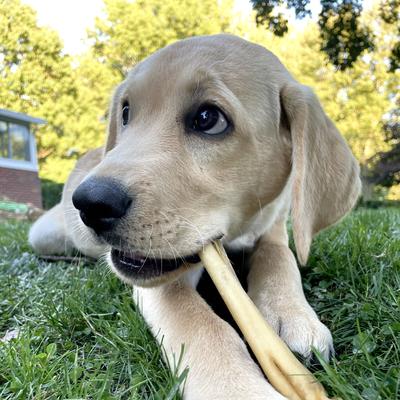 Show full view: Best Bully Sticks 6-inch Cheeky Beef Flavored Dog Hard Chews, 20 count slide 7 of 8
