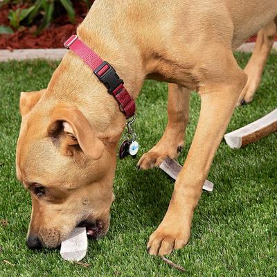 Show full view: Best Dog Chews Split Elk Antler Dog Treats, 1 count, Large slide 7 of 10