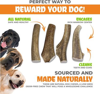 Show full view: Best Dog Chews Whole Elk Antler Dog Treats, 1 count, Large slide 5 of 10