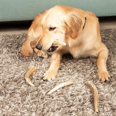 Show full view: Best Dog Chews Whole Elk Antler Dog Treats, 1 count, Large slide 6 of 10