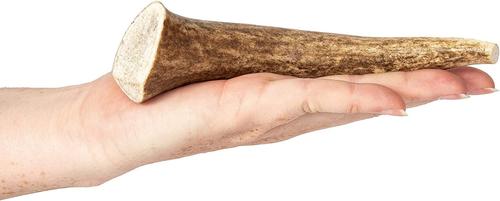 Show full view: Best Dog Chews Whole Elk Antler Dog Treats, 1 count, Medium slide 3 of 10
