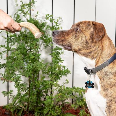 Show full view: Best Dog Chews Whole Elk Antler Dog Treats, 1 count, Medium slide 6 of 10