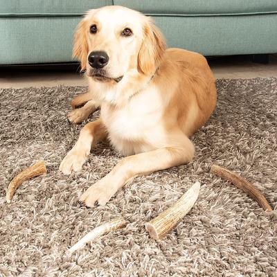 Show full view: Best Dog Chews Whole Elk Antler Dog Treats, 1 count, Medium slide 7 of 10