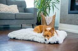 Best Friends by Sheri 4-in-1 Orthopedic Nap Mat Shag Dog Mat with Removable Cover, Frost, Medium