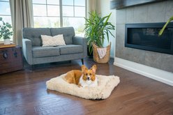 Best Friends by Sheri 4-in-1 Orthopedic Nap Mat Shag Dog Mat with Removable Cover, Taupe, Medium