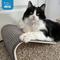 Show in main carousel: Best Pet Supplies Catify Sloped Sisal Cat Scratcher, Gray slide 6 of 8