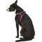 Show in main carousel: Best Pet Supplies Voyager All Season Mesh Dog Harness, Fuchsia, Large slide 6 of 10
