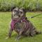 Show in main carousel: Best Pet Supplies Voyager All Season Mesh Dog Harness, Fuchsia, Large slide 7 of 10