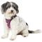 Show in main carousel: Best Pet Supplies Voyager All Season Mesh Dog Harness, Fuchsia, Medium slide 5 of 10