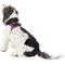 Show in main carousel: Best Pet Supplies Voyager All Season Mesh Dog Harness, Fuchsia, Medium slide 6 of 10