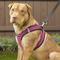 Show in main carousel: Best Pet Supplies Voyager All Season Mesh Dog Harness, Fuchsia, X-Large slide 7 of 10