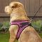 Show in main carousel: Best Pet Supplies Voyager All Season Mesh Dog Harness, Fuchsia, X-Large slide 8 of 10