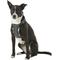 Show in main carousel: Best Pet Supplies Voyager All Season Mesh Dog Harness, Gray, Large slide 5 of 10
