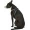 Show in main carousel: Best Pet Supplies Voyager All Season Mesh Dog Harness, Gray, Large slide 6 of 10