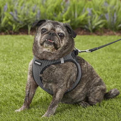 Show full view: Best Pet Supplies Voyager All Season Mesh Dog Harness, Gray, Large slide 7 of 10