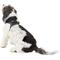Show in main carousel: Best Pet Supplies Voyager All Season Mesh Dog Harness, Gray, Medium slide 6 of 10