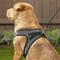 Show in main carousel: Best Pet Supplies Voyager All Season Mesh Dog Harness, Gray, X-Large slide 8 of 10