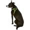 Show in main carousel: Best Pet Supplies Voyager All Season Mesh Dog Harness, Lime Green, Large slide 7 of 11