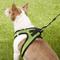 Show in main carousel: Best Pet Supplies Voyager All Season Mesh Dog Harness, Lime Green, Small slide 8 of 10