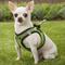 Show in main carousel: Best Pet Supplies Voyager All Season Mesh Dog Harness, Lime Green, X-Small slide 8 of 11