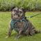 Show in main carousel: Best Pet Supplies Voyager All Season Mesh Dog Harness, Turquoise, Large slide 7 of 10