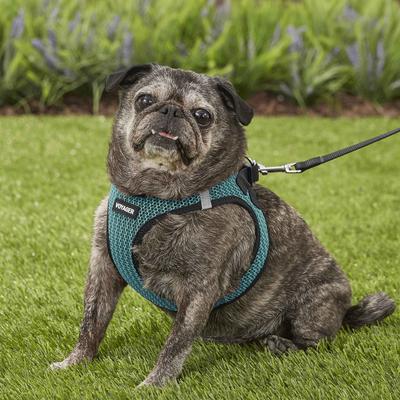 Show full view: Best Pet Supplies Voyager All Season Mesh Dog Harness, Turquoise, Large slide 7 of 10