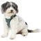 Show in main carousel: Best Pet Supplies Voyager All Season Mesh Dog Harness, Turquoise, Medium slide 5 of 10