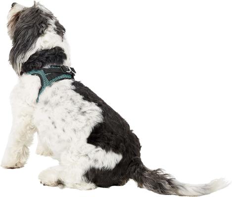 Show full view: Best Pet Supplies Voyager All Season Mesh Dog Harness, Turquoise, Medium slide 6 of 10