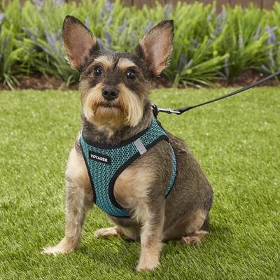 Show full view: Best Pet Supplies Voyager All Season Mesh Dog Harness, Turquoise, Medium slide 7 of 10