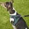 Show in main carousel: Best Pet Supplies Voyager All Season Mesh Dog Harness, Turquoise, Small slide 8 of 10