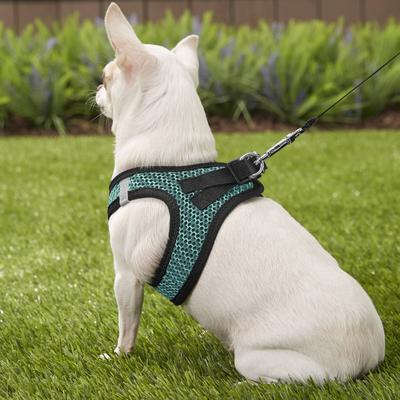 Show full view: Best Pet Supplies Voyager All Season Mesh Dog Harness, Turquoise, X-Small slide 9 of 11