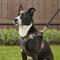 Show in main carousel: Best Pet Supplies Voyager Army Base Mesh Dog Harness, X-Large slide 8 of 12