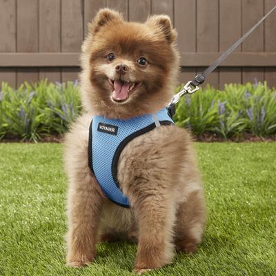 Show full view: Best Pet Supplies Voyager Black Trim Mesh Dog Harness, Baby Blue, Large slide 7 of 12