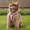 Show in main carousel: Best Pet Supplies Voyager Black Trim Mesh Dog Harness, Pink, Large slide 7 of 12