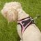 Show in main carousel: Best Pet Supplies Voyager Black Trim Mesh Dog Harness, Pink, Medium slide 8 of 12
