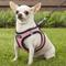 Show in main carousel: Best Pet Supplies Voyager Black Trim Mesh Dog Harness, Pink, X-Small slide 7 of 12