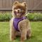 Show in main carousel: Best Pet Supplies Voyager Black Trim Mesh Dog Harness, Purple, Large slide 7 of 12