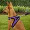 Show in main carousel: Best Pet Supplies Voyager Black Trim Mesh Dog Harness, Purple, Small slide 8 of 12
